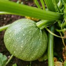 Ronde De Nice Summer Squash Seeds Vegetable Seeds Seed Packet Italian
