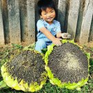 Mongolian Giant Sunflower Seeds Vegetable Seeds Seed Packets Huge Heads