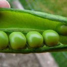 Lincoln Homesteader Pea Seeds Vegetable Seeds Seed Packets English