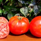 Red Brandywine Beefsteak Tomato Amish Seed Naturally Grown Tasty