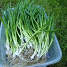 Heshiko Japanese Bunching Onion Seeds Vegetable Seeds