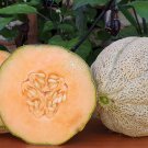 Hearts Of Gold Cantaloupe Seeds Organic