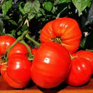 Minusink Lion Tomato Early Russian Variety Seeds Grown To Organic Standards