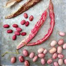 Taylor Dwarf Horticultural Bush Bean Aka Pink Cranberry Seeds Grown To Organic Standards