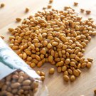 Yellow Indian Woman Bush Dry Bean Seeds Grown To Organic Standards Swedish Settlers