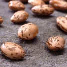 Pinto Bush Bean Southwest Seeds Grown To Organic Standards Make Refried Bean Choice