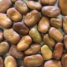 Broad Windsor Fava Bean Seeds Grown To Organic Standards English Favorite Cool Weather