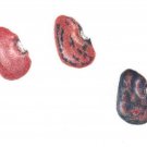 Hopi Red Lima Dry Pole Bean Southwest Hopi Seeds Grown To Organic Standards