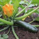 Black Beauty Zucchini Summer Squash 25 Seeds Vegetable Seeds Seed Packets