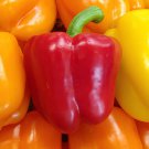 Ozark Giant Sweet Bell Pepper