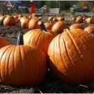 Howden Pumpkin Seeds Grown To Organic Standards