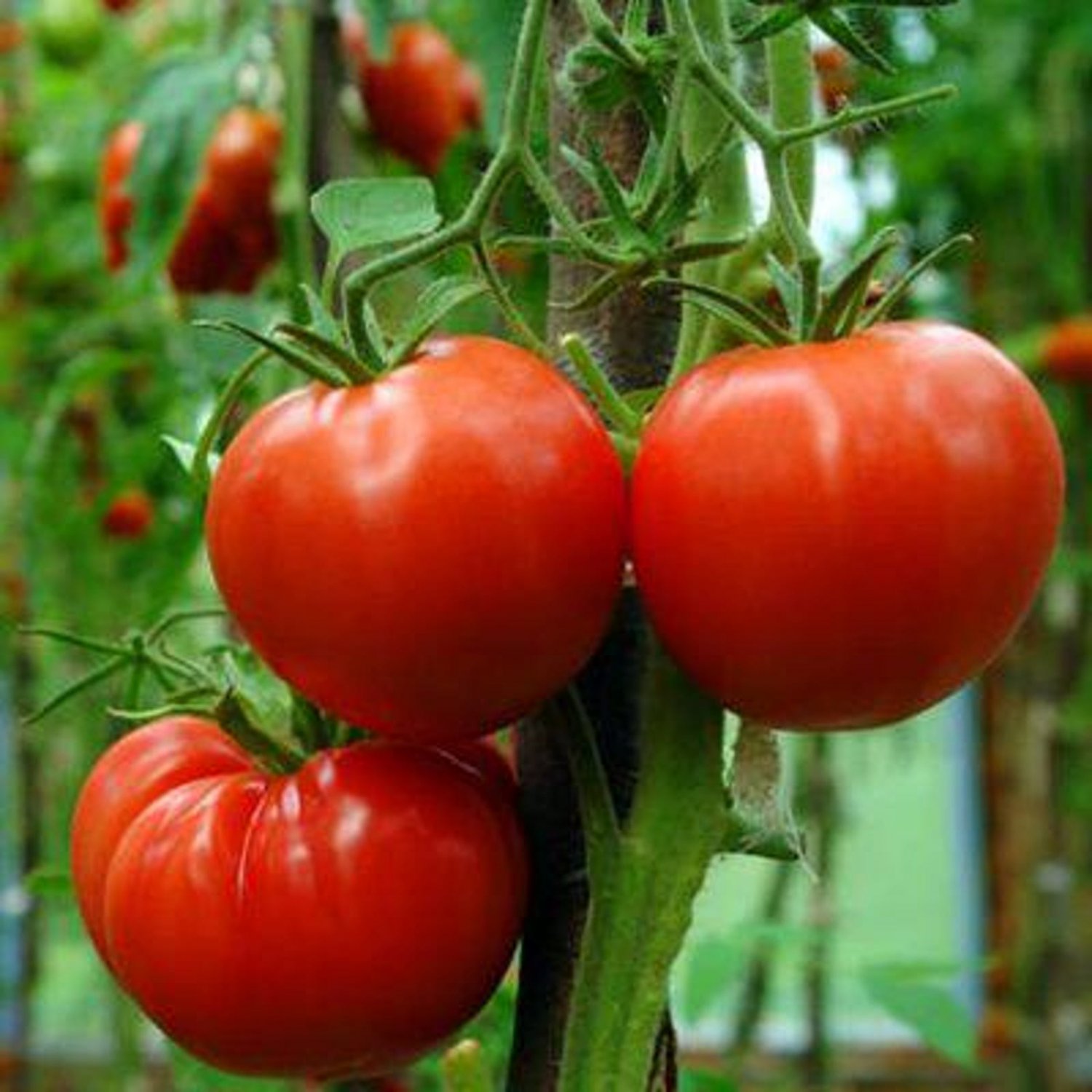 Rutgers 250 Tomato Seeds Vegetable Seeds Seed Packets