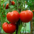 Rutgers 250 Tomato Seeds Vegetable Seeds Seed Packets