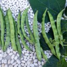 Cherokee Greasy Snap Pole Bean Cherokee Seeds Vegetable Seeds