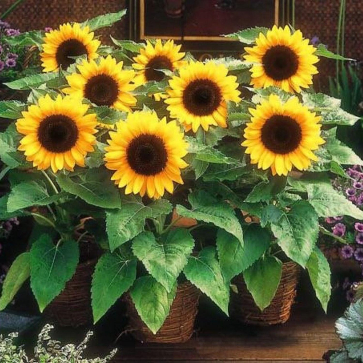 Dwarf Sunspot Sunflower Flower Seeds Vegetable Seeds Seed Packets Helianthus