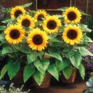 Dwarf Sunspot Sunflower Flower Seeds Vegetable Seeds Seed Packets Helianthus