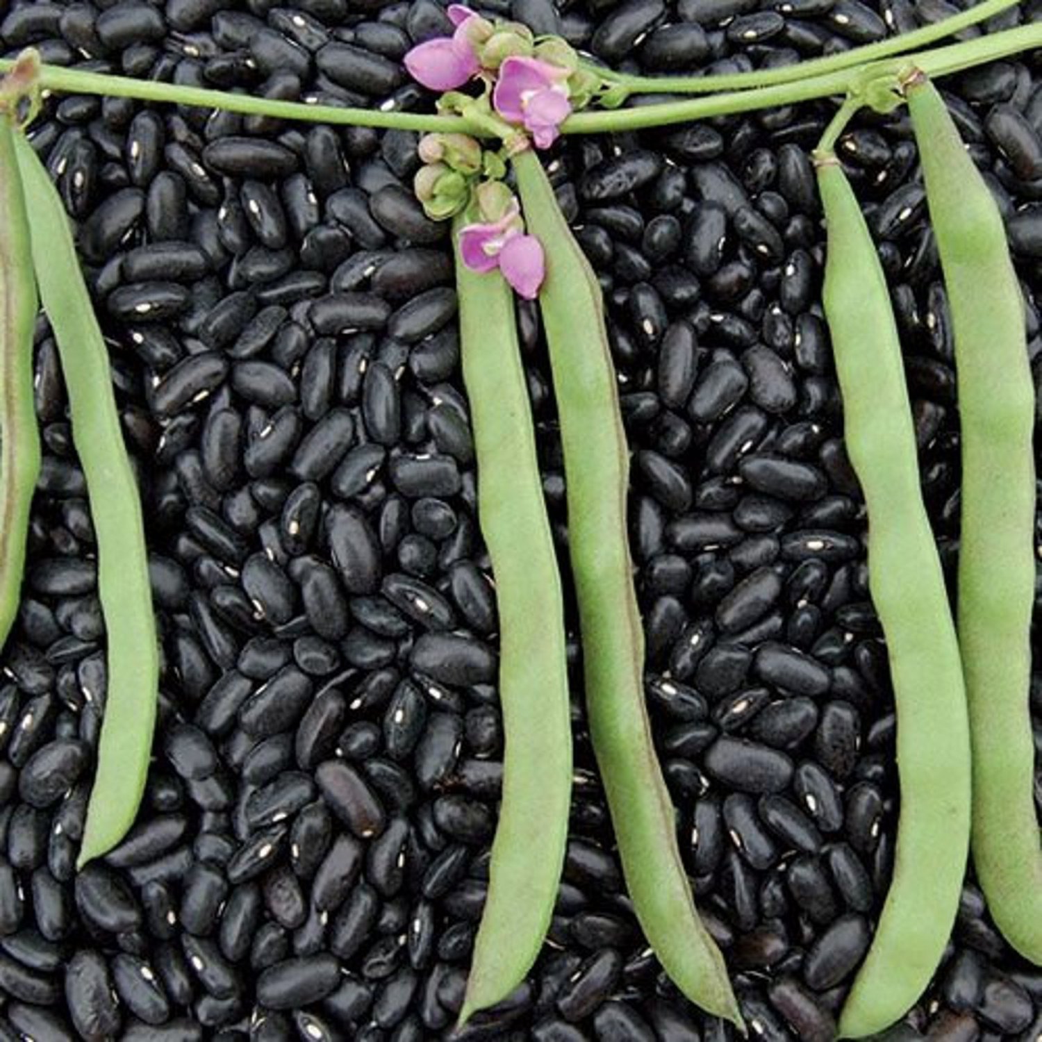 Cherokee Trail Of Tears Pole Bean Seeds Vegetable Seeds