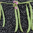 Cherokee Trail Of Tears Pole Bean Seeds Vegetable Seeds