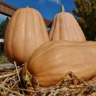 Kentucky Field Pumpkin Seeds Specialty C. Moschata High Yielding Baking Pie And Canning