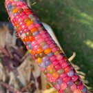 Glass Gem Popcorn Seeds Vegetable Seeds Seed Packets Cherokee