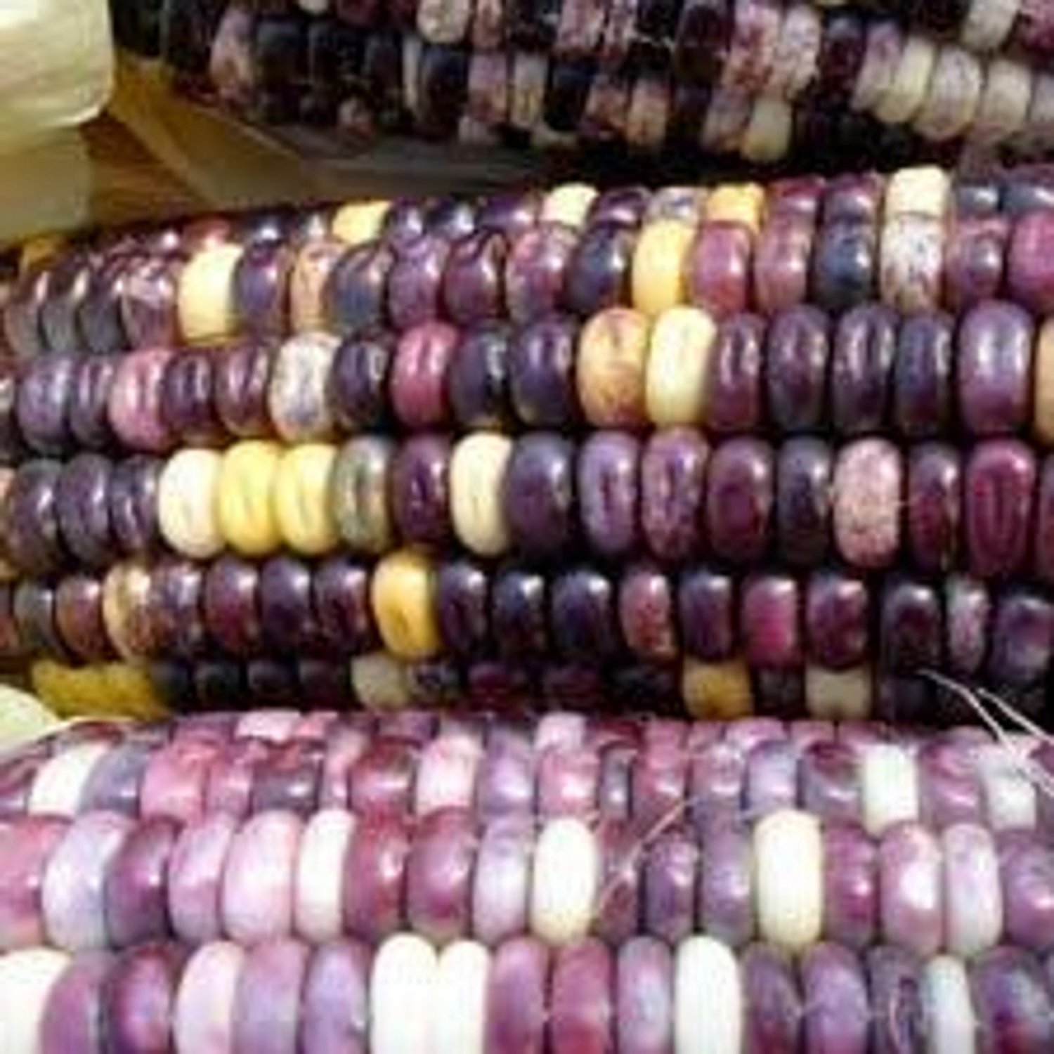 Cherokee White Eagle Speck Dent Corn 25 Seeds Vegetable Seeds Seed Packet