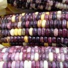 Cherokee White Eagle Speck Dent Corn 25 Seeds Vegetable Seeds Seed Packet