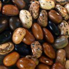 Cherokee Cornfield Pole Snap Bean American Seeds Grown To Organic Standards