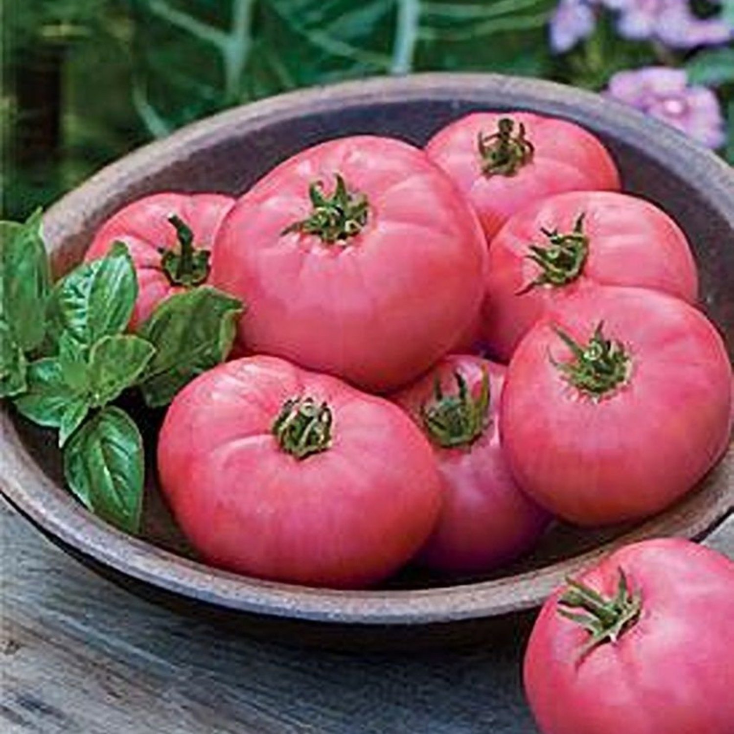 Clear Pink Early Tomato Seeds Vegetable Seeds Seed Packets Russian