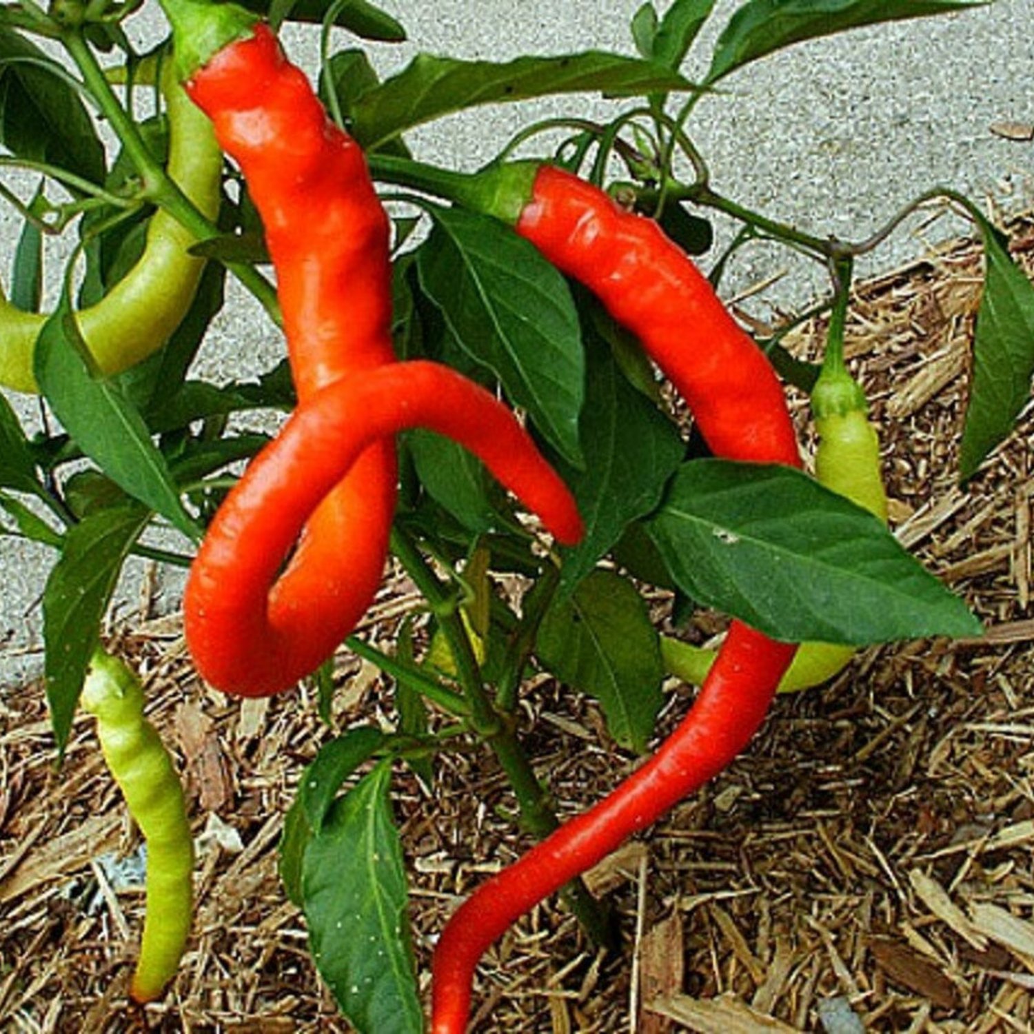 Corbaci Sweet Pepper Aka Sari Tatli Sivri Turkish Seed Eating Pickling Frying Drying Early Productiv