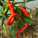 Corbaci Sweet Pepper Aka Sari Tatli Sivri Turkish Seed Eating Pickling Frying Drying Early Productiv