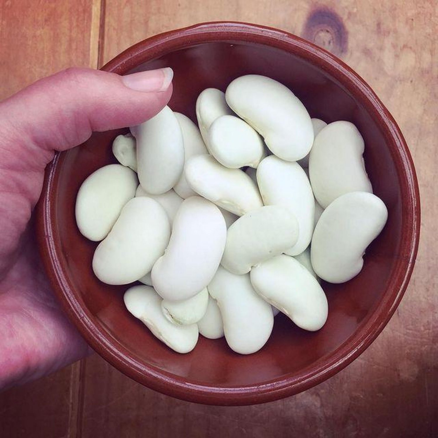 Royal Corona Pole Dry Runner Bean Seeds Vegetable Seeds Seed Packets Huge Bean