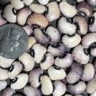Alabama Black Eye Pole Lima Butter Bean Alabama Seeds Vegetable Seeds