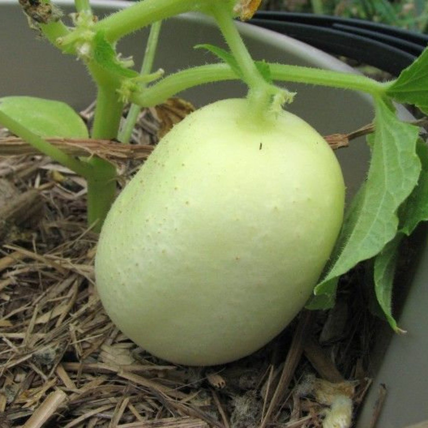 Cucumber Crystal Apple Seeds Australian And American Vegetable Seeds Apple Shaped Cucumber