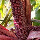 Double Red Sweet Flour Corn Seeds Naturally And Organically Grown Red Stalks & Husks