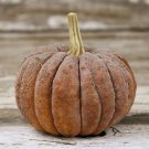Kogiku Winter Squash Seeds Vegetable Seeds Seed Packets Japanese