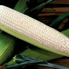 Tuxana Sweet Corn Seeds Vegetable Seeds Seed Packets Ossi Pged