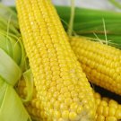 Corn Buhl Sweet Corn Seed Hard To Find Productive Sweet Corn Naturally Grown