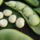 Early Thorogreen Bush Lima Bean Seeds Vegetable Seeds Seed Packets