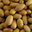 Mayocoba Bush Dry Bean Aka Canario Or Peruano Bean Peruvian Seeds Grown To Organic Standards