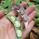 Jackson Wonder Speck Bush Lima Bean Seeds Vegetable Seeds Seed Packets