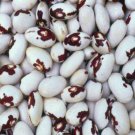 Bumblebee Dry Bush Bean Rare Unusual Large Sized Maine Seeds Bee Markings