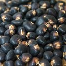 Succotash Dry Pole Bean Rare American Narragansett Seeds Thanksgiving Bean