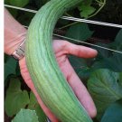 Cucumber Painted Serpent Striped Yard Long Armenian Cucumber 30 Seeds Seeds Vegetable