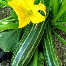 Cocozelle Zuchinni Summer Squash Seeds Vegetable Seeds Packet Italian Striped Zuchinni