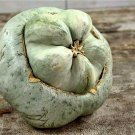 Ute Indian Winter Squash Seeds Vegetable Seeds Seed Squash