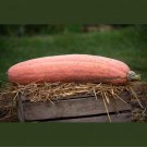 Jumbo Pink Banana Winter Squash Seeds Vegetable Seeds Seed Packets Huge Size
