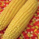 Candy Mountain Sweet Corn Seeds Vegetable Seeds Seed Packets Ken Fisher Bred