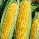 Ashworth Sweet Corn Seeds Vegetable Seeds Seed Packets So Good Rat Selected