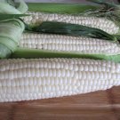 Luther Hill White Sweet Corn Seeds Sweetest Sweet Corn