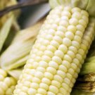Stowells Evergreen Sweet Corn Seeds King Of All White Sweet Corn Varieties Long Lasting